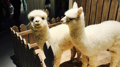 家居賣場開動物樂園，羊駝、土撥鼠等600只動物齊聚